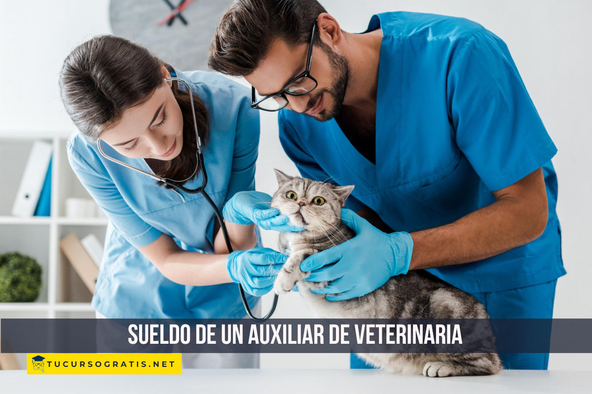 sueldo de un auxiliar de veterinaria
