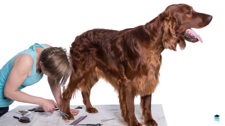 cursos de peluquería canina en Murcia gratis